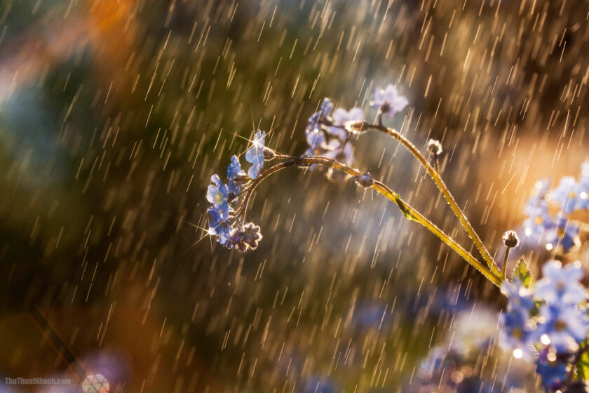Forget-me-not flower in the rain