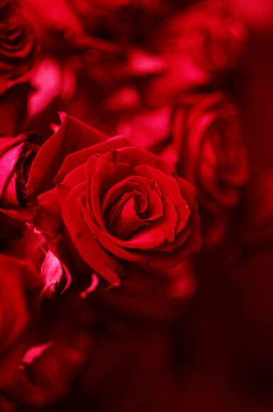 hình nền hoa hồng đỏ rực cho điện thoại