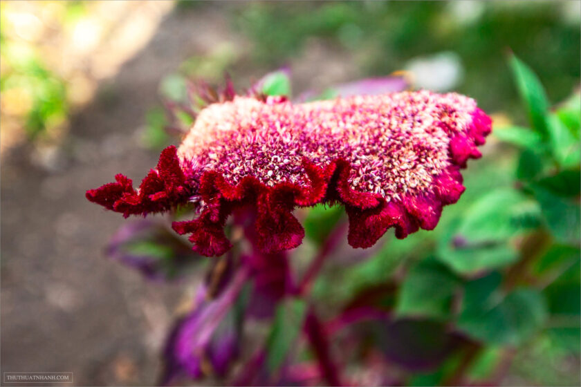 Red colourful Celosia Flower.