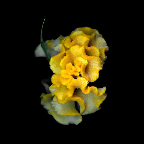 hình nền hoa mào gà vàng