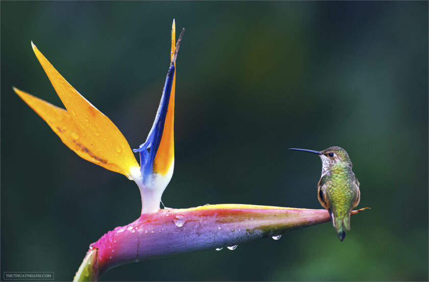 hình nền hoa thiên điểu và chú chim