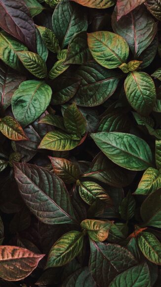 hình nền lá cây đẹp nhất cho di động