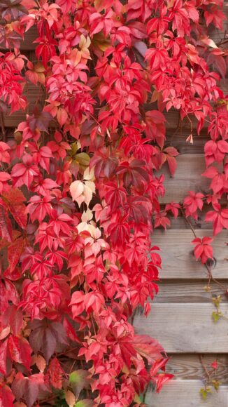 hình nền lá cây đỏ đẹp nhất