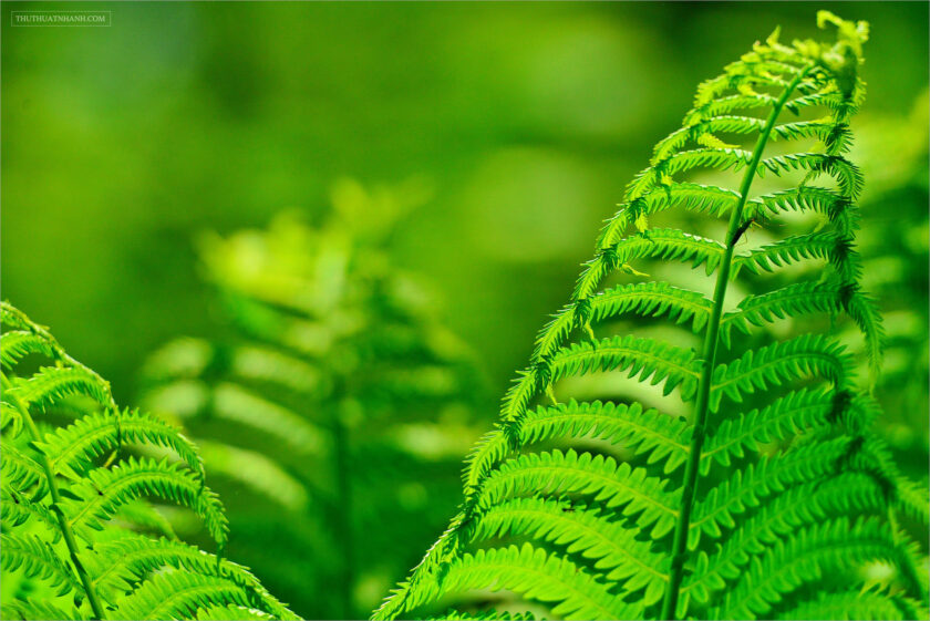 hình nền lá cây dương xỉ