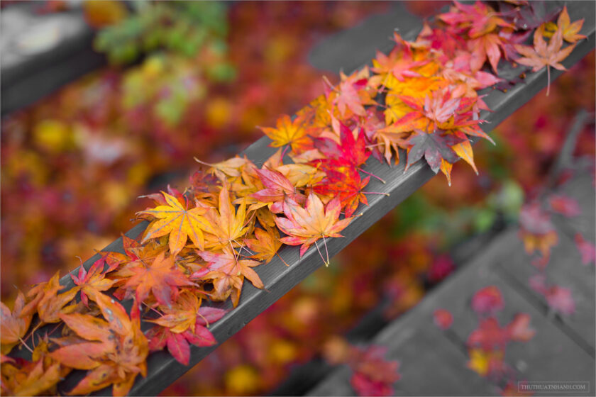 hình nền lá cây phong đỏ mùa thu