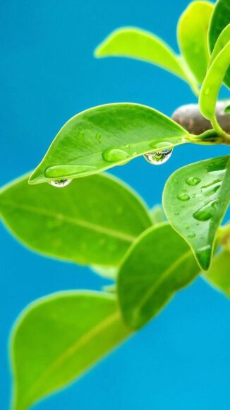 hình nền lá cây và giọt nước