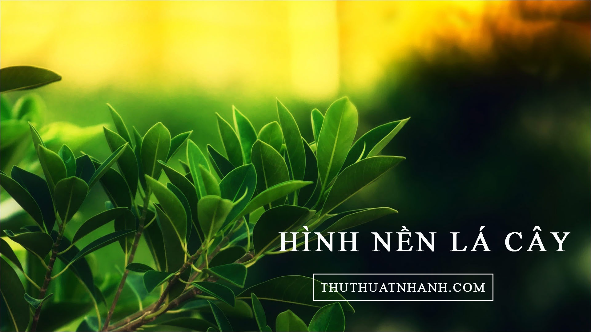 Những hình nền lá cây đẹp nhất, full HD cho \