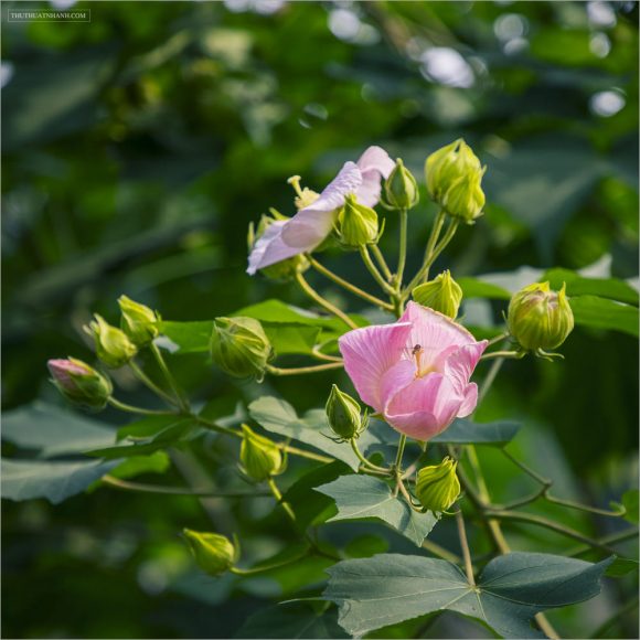 hình nền nhánh hoa phù dung