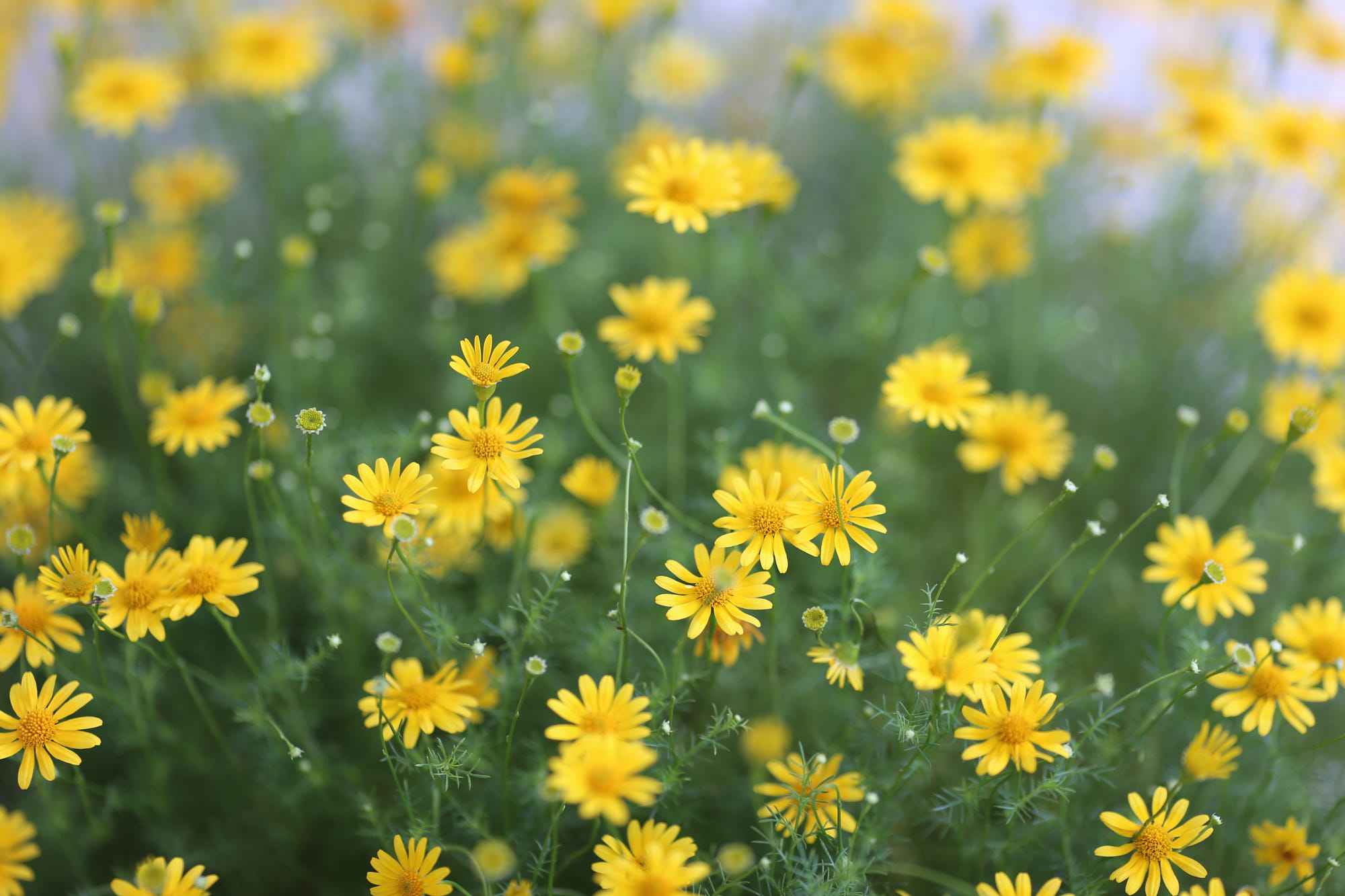 hình ảnh  thực vật Cây cỏ Mùa thu màu vàng Hệ thực vật bông hoa màu  vàng Asteraceae Hoa cúc Hoa mùa thu Hình ảnh miễn phí Hoa hình nền Cúc