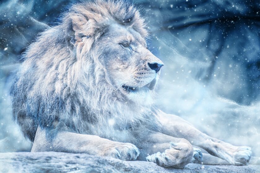 hình nền sư tử trắng