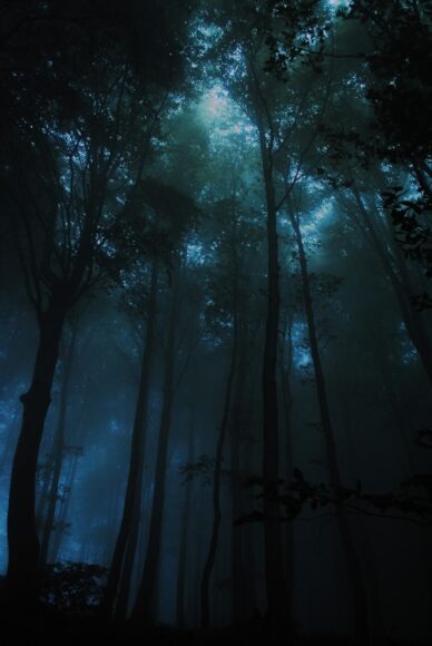 hình nền tối cho điện thoại về rừng cây
