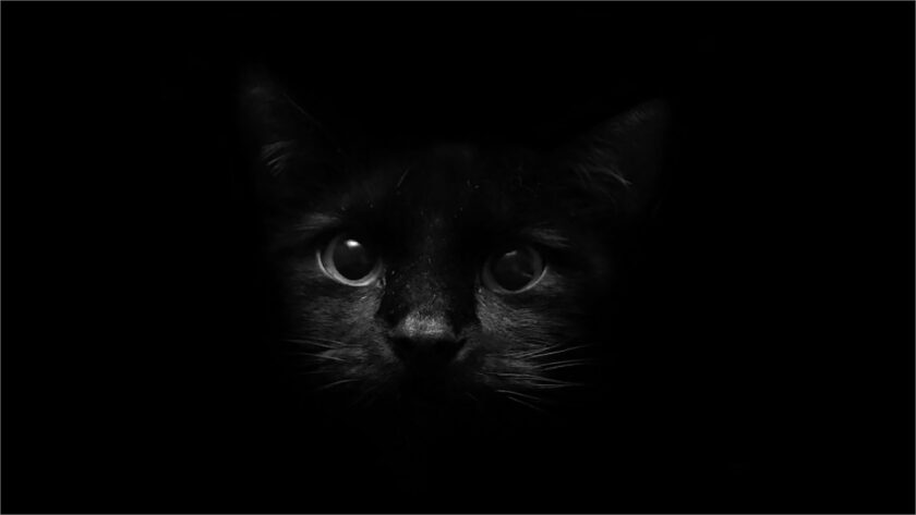 hình nền tối mèo đen và bóng tối