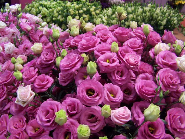 Hoa cát tường e ấp