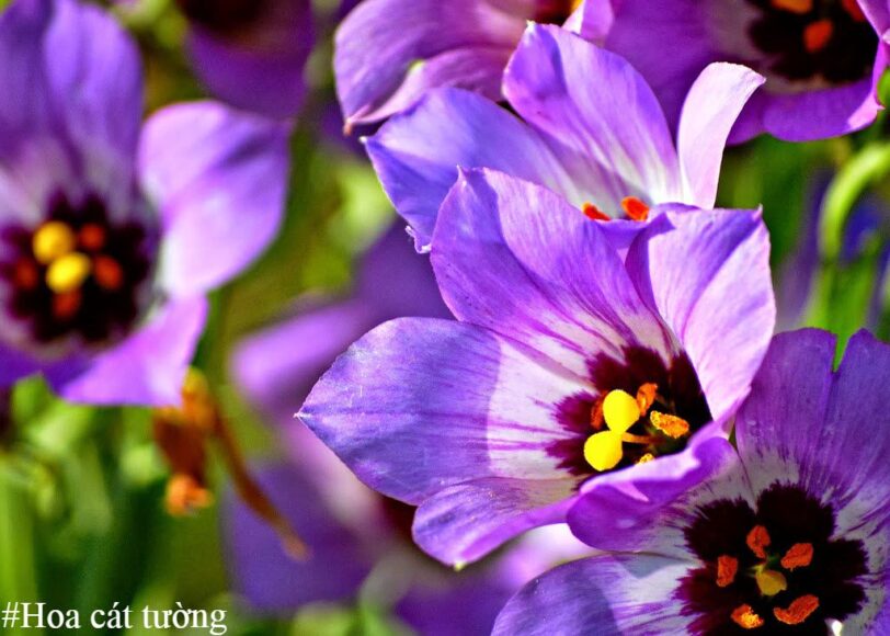 Hoa cát tường - Ý nghĩa bất ngờ bên trong sự mỏng manh