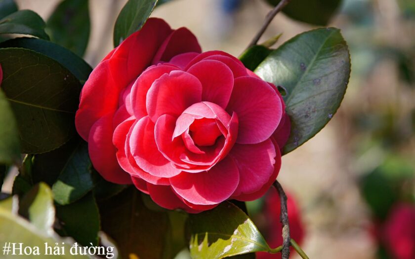 Hoa hải đường - Sứ giả màu đỏ báo hiệu của mùa xuân