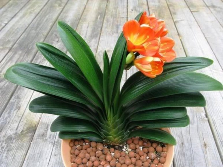 Hoa lan quân tử tài lộc