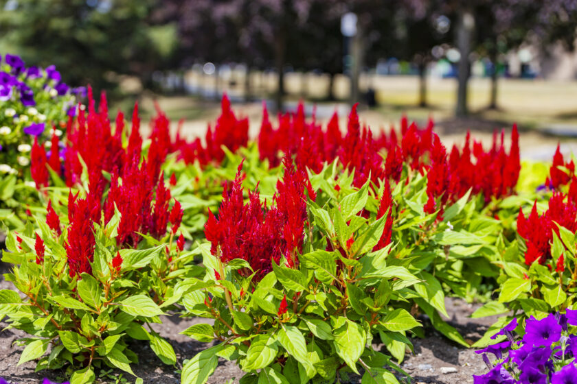 Hoa mào gà lửa đỏ