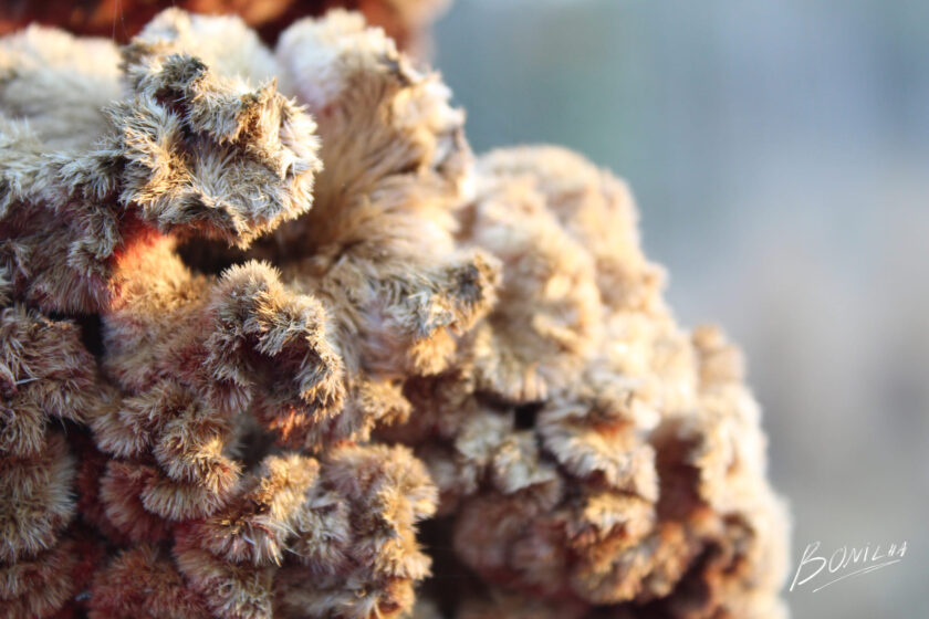 hoa mào gà màu gỗ lạ