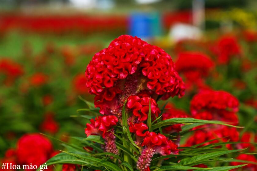 Hoa mào gà - vẻ đẹp độc đáo và sứ mệnh đem lại may mắn