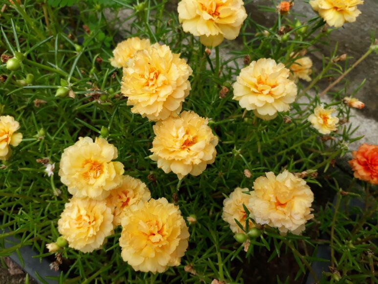 Hoa mười giờ vàng