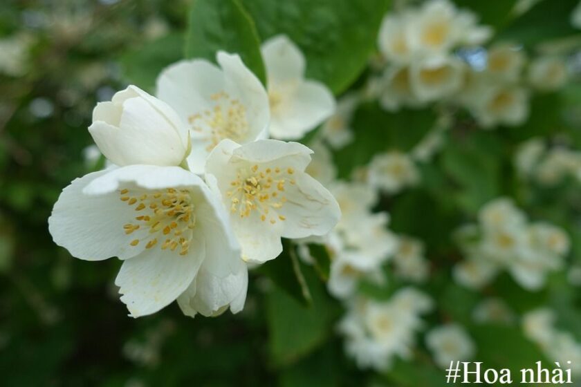 Hoa nhài - loài hoa với hương thơm ngất ngây lòng người