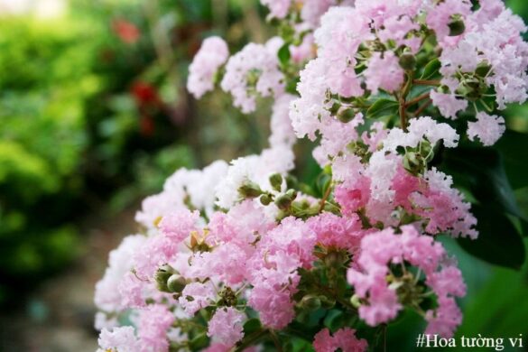Hoa tường vi - Loài hoa mỏng manh nhưng đầy nhiệt huyết trong tình yêu