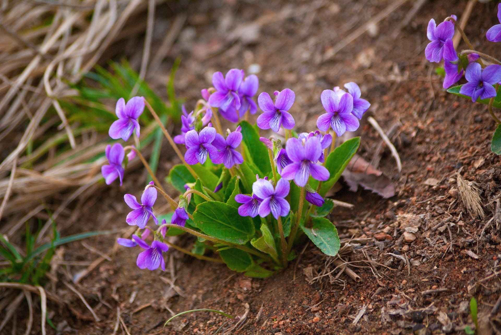 Первые весенние цветы маленькие фиолетовые