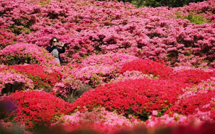 Rực rỡ sắc hoa đỗ quyên