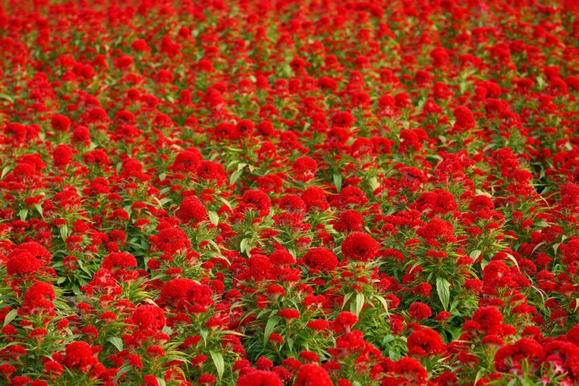 Sắc đỏ đặc trưng của hoa mào gà