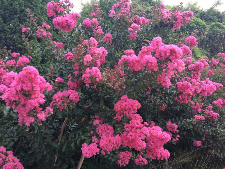 Sắc hồng hoa tường vi