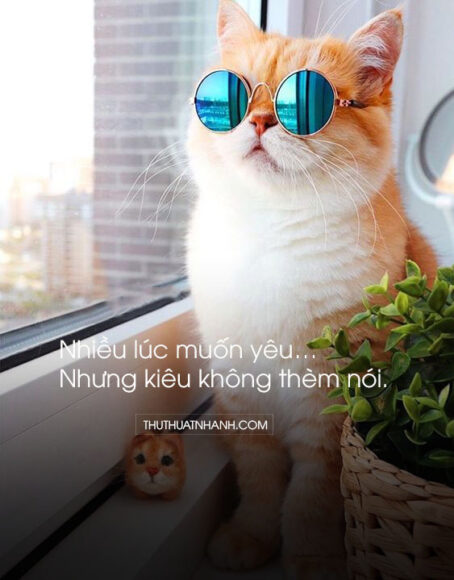 stt câu like hài hước