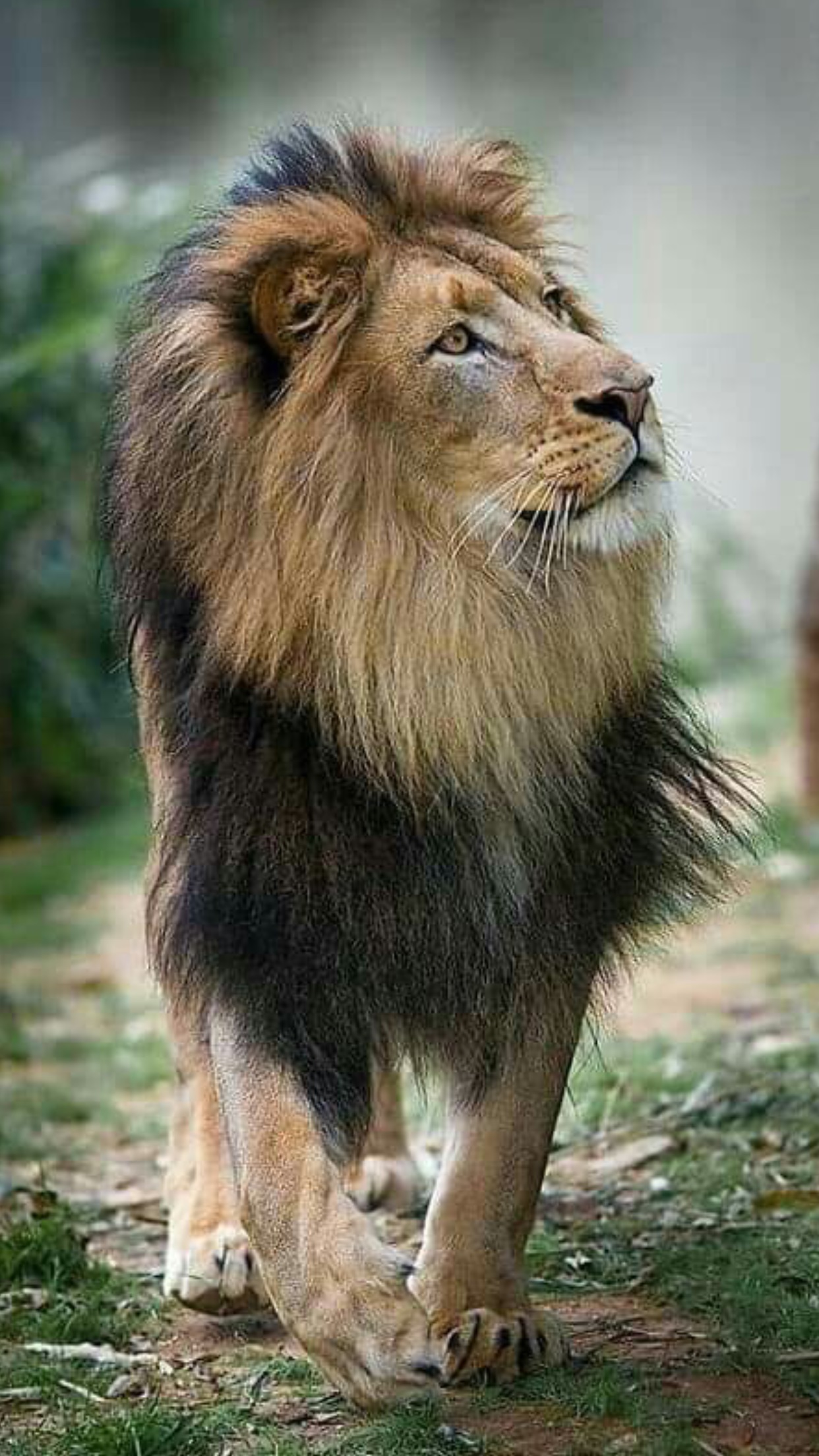 Top nhiều hơn 99 hình nền sư tử đẹp tuyệt vời nhất  thdonghoadian
