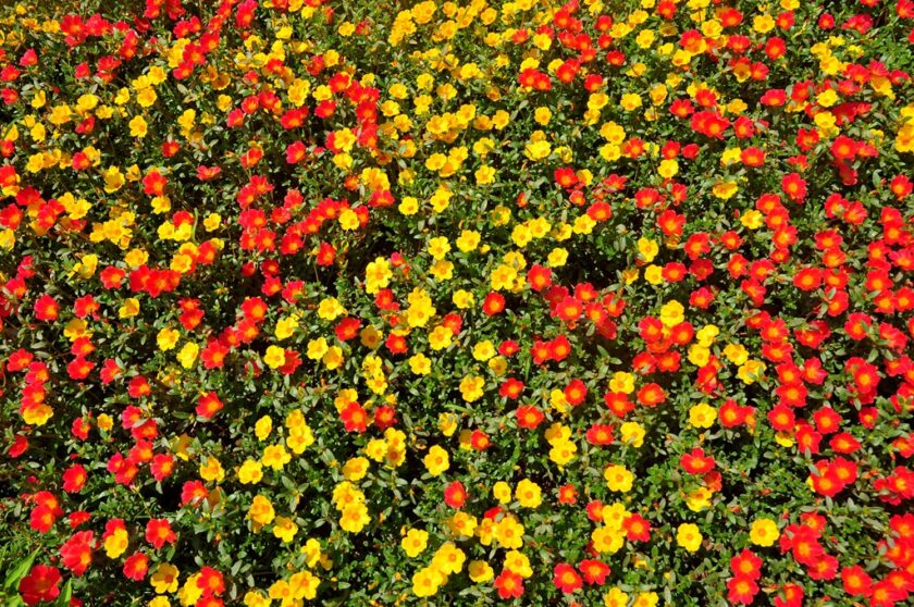 Thảm hoa mười giờ sặc sỡ