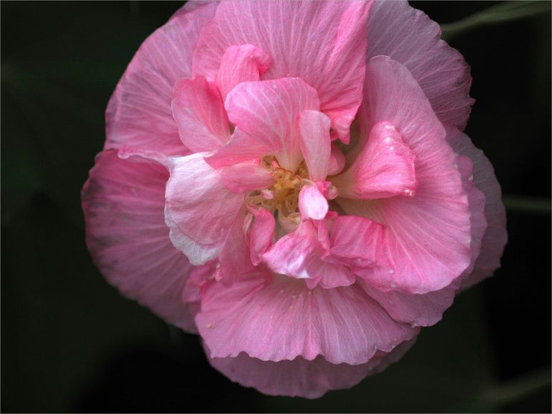 vẻ đẹp của đóa hoa phù dung