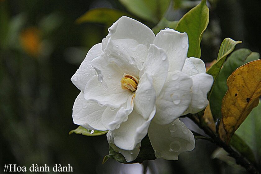 Ý nghĩa, hình ảnh đẹp của hoa dành dành