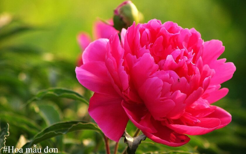 Ý nghĩa, hình ảnh đẹp của hoa mẫu đơn