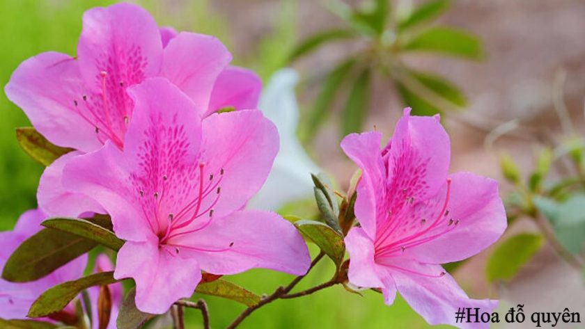 Ý nghĩa, hình ảnh về hoa đỗ quyên