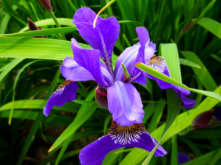 Bông hoa diên vĩ xanh