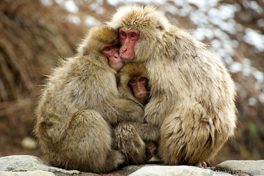 hình ảnh 3 con khỉ cả nhà thương nhau