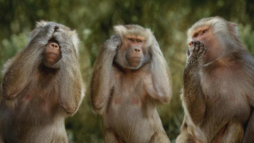 hình ảnh 3 con khỉ tai không nghe, mắt không nhìn, miệng không nói