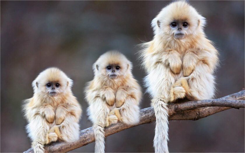 hình ảnh 3 con khỉ trắng dễ thương