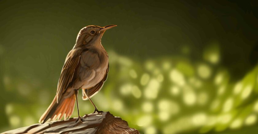 Hình ảnh chim họa mi tranh 3D