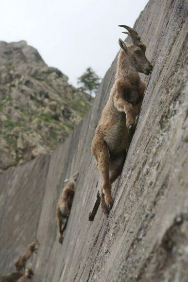 Hình ảnh con dê đang leo trèo trên vách đá dựng đứng