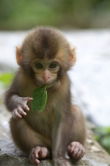 hình ảnh con khỉ dễ thương ngậm lá cây