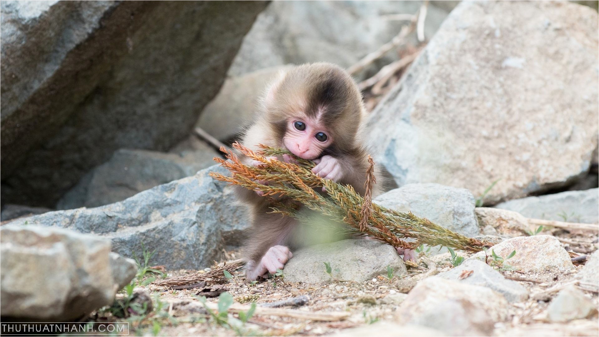 Hình ảnh con khỉ dễ thương cute ngộ nghĩnh và đáng yêu