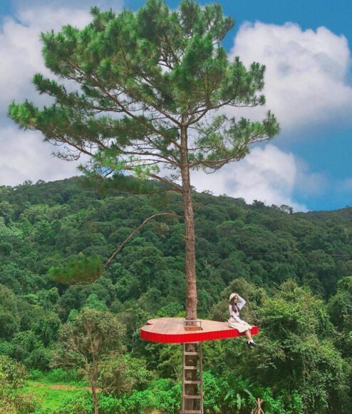 hình ảnh đà lạt với cây cô đơn