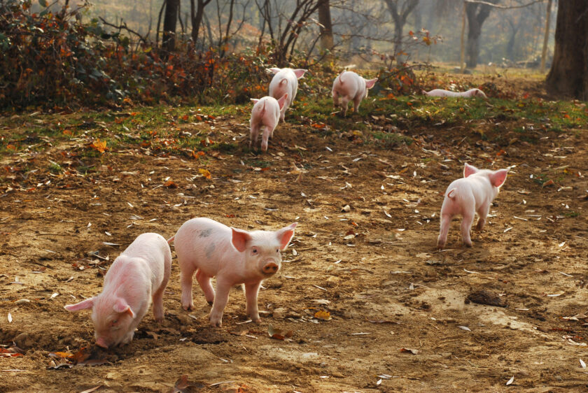 hình ảnh đàn lợn đang dũi đất