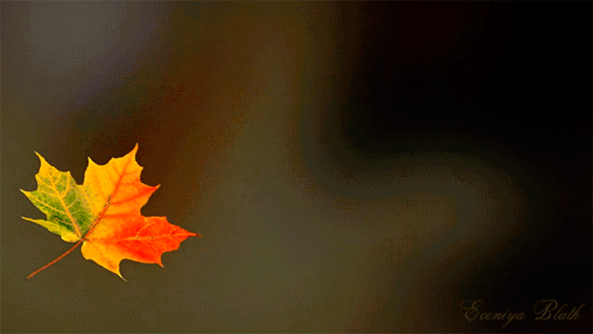 hình ảnh động 3d về chiếc lá mùa thu đang rơi