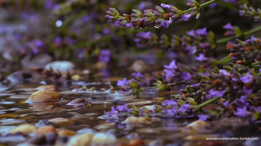 hình ảnh động 3d về hoa sau cơn mưa