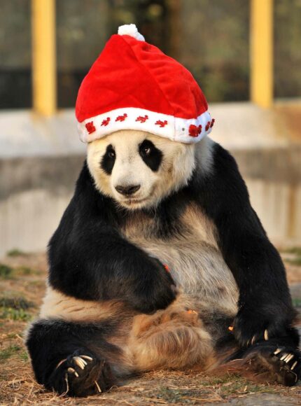 hình ảnh gấu trúc đội mũ noel cute